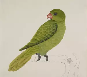 Vogel mit grünen Federn auf einen Baum Zweig Vektor Zeichnung