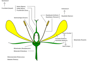 Diagram of flower vector image