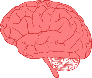 Profiel van de hersenen
