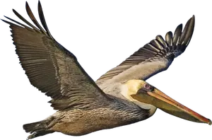 Pelicano-pardo em voo