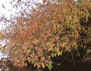 Bush in autumn vector illustration