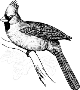 Vektorgrafikken kardinal fugl på en gren