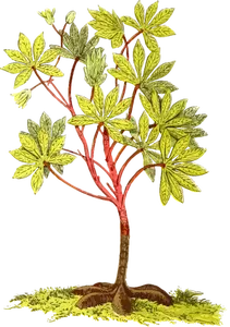 Kasava rostliny