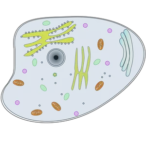 Illustrazione vettoriale di cellula animale