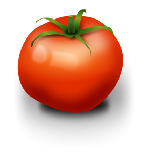 Tomato vector image