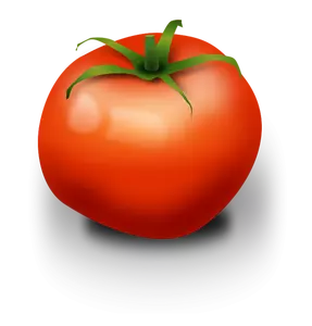 Tomat vektor gambar