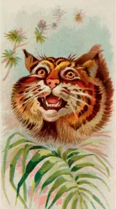 Amerikanske wildcat