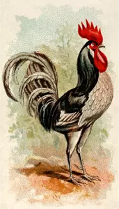 Andalusian rooster