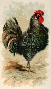 Black frizzled fowl