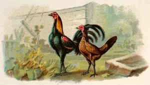 Two hens
