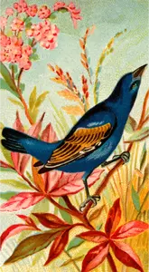 Mavi kiraz kuşu