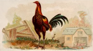 Red chicken image