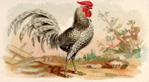 Gray rooster