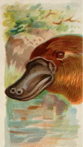 Anka – Tjocknäbbad platypus
