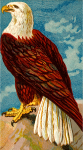 Eagle în picioare imagine