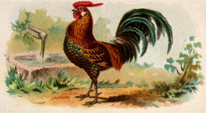 Golden Spangled Hamburgh rooster