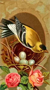Goldfinch och nest