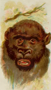 Gorillas porträtt
