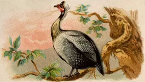 Guinea fowl image