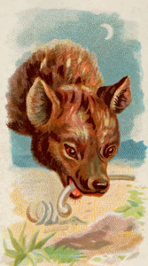 Hyena eating