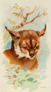 Lynx bild