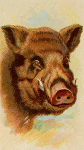 Painted wild boar