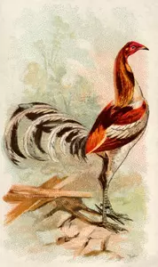 Tall rooster