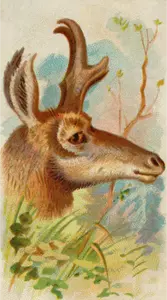 Zinke-Horn Antilope