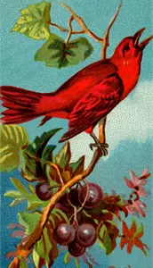 Uccello rosso