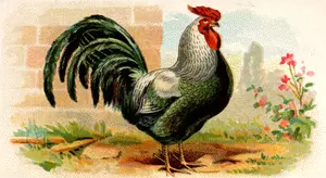 Green cock