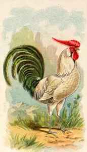 Color illustration of a chicken