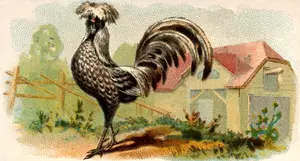 Color illustration of a hen