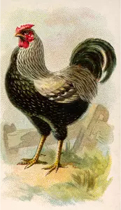 Wyandotte pollo