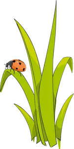 Ladybird sobre hierba