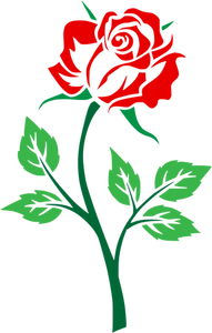 Gekleurde rose
