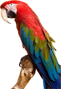 Macaw coloré