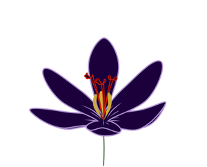 Immagine vettoriale fiore croco