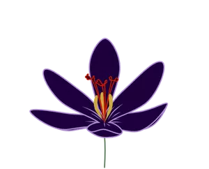 Imagen vectorial de flor de azafrán