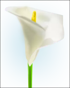 लिली फूल वेक्टर छवि
