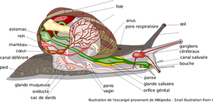 Vector image of diagram of snail body