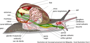 Vector image of diagram of snail body