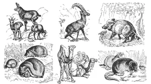 Euro-Aziatische dieren vector illustraties