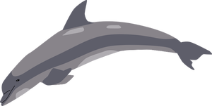 Dolfijn in een sprong