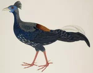 Farge tegning av stor langhala fugl
