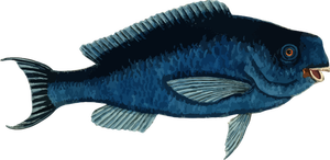 Peixe-papagaio azul