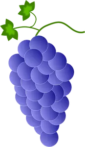Violette Trauben