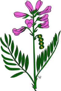 Gambar vektor hedysarum boreale tanaman