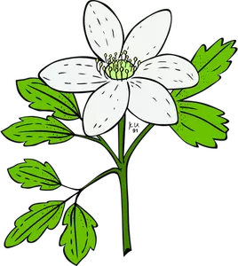 Imagine vectorială anemone Pipera plante