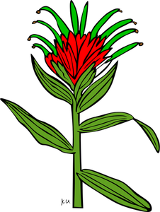 Vector illustration of castilleja miniata plant