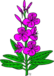 Vector de desen de pufulita angustifolium plante